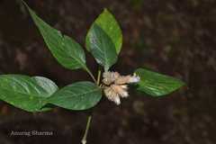 Lepidagathis incurva